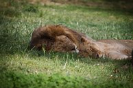 vendredi 27 avril 2012 / Canon EOS 7D-EF300mm f/4L IS USM-400-1/1600 s à f/4,0